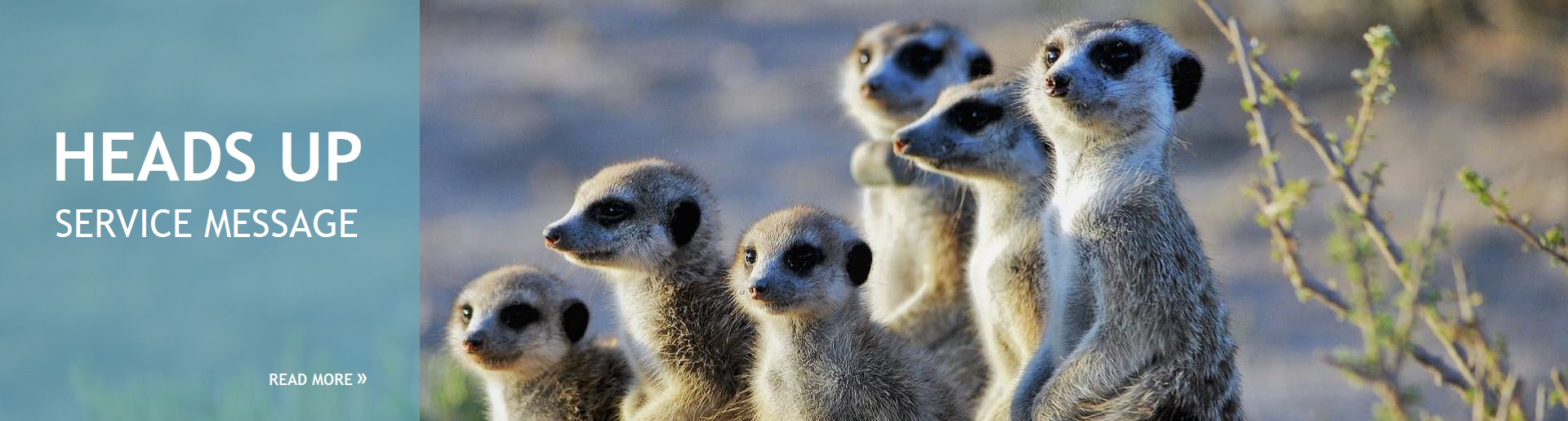 Meerkat - service message 17-05-2022